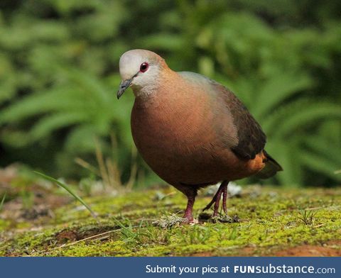 Lemon dove (Columba larvata) - PigeonSubstance