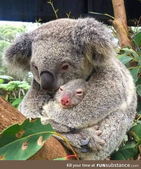 Australia is burning