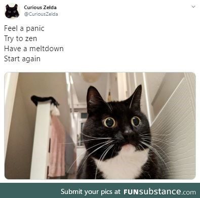 Zelda felt a panic, had an overreact. Seems my spirit animal Might just be this cat