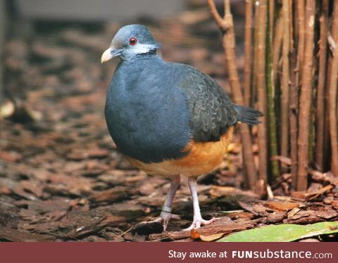 Thick-billed Ground-pigeon (Trugon terrestris) - PigeonSubstance
