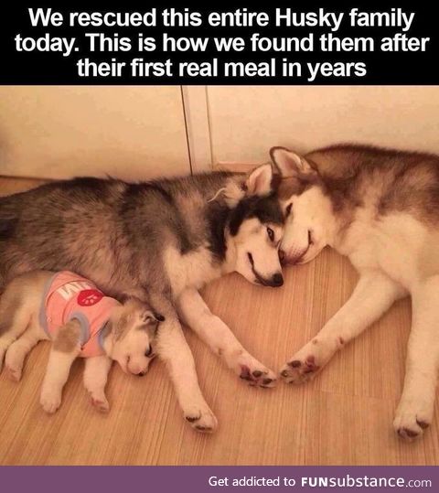 Husky Family Rescued