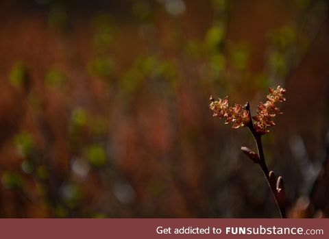 Bog-myrtle (another favorite plant of mine)