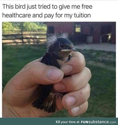 Ha! "bird" ...Yeah right