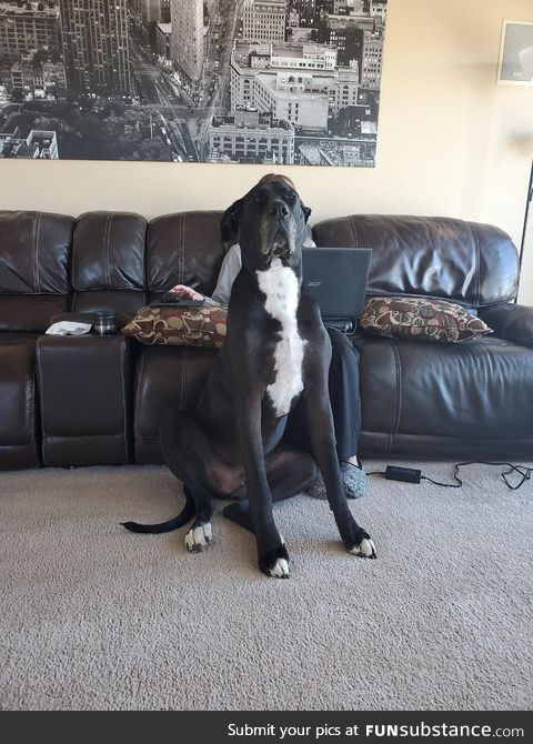 Taking a picture of my wife..Then... Great Dane problems