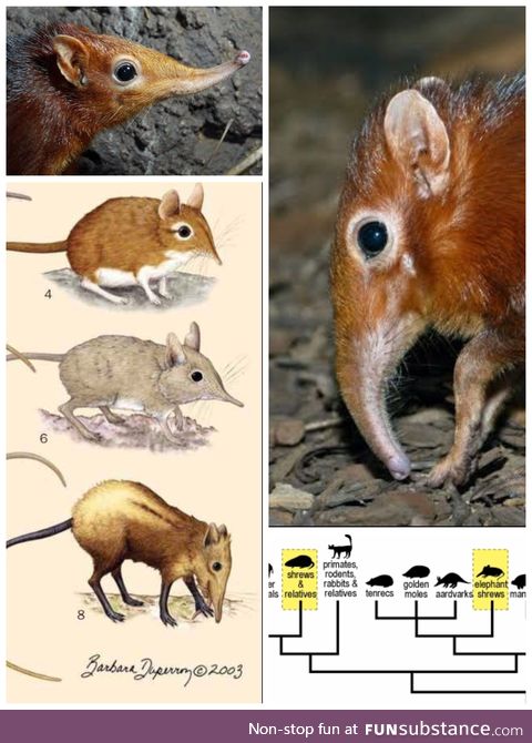 More elephant shrew, and why they are called as such