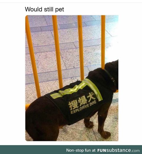 11/10 would pet