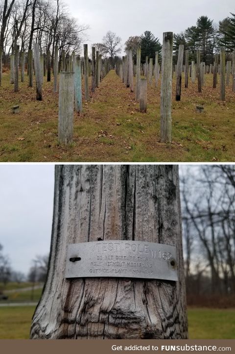 A telephone pole farm from the 1920's, where Bell Laboratories tested pole types