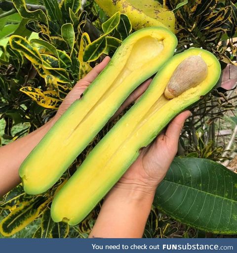 There's something wrong with this avocado