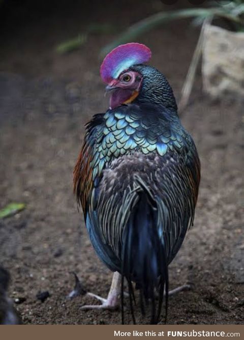 Wild Chickens: Green Jungle Fowl