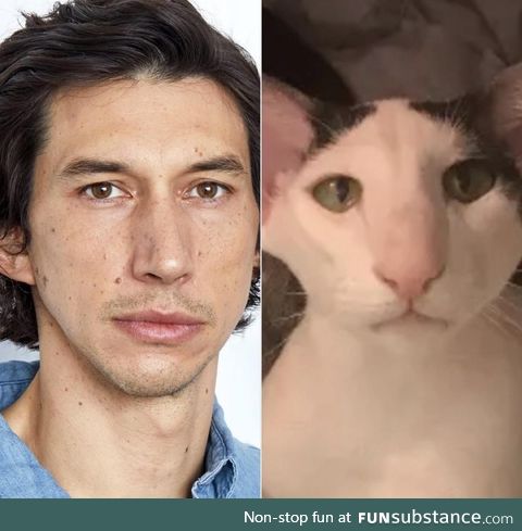 This cat looks a lot like Adam Driver