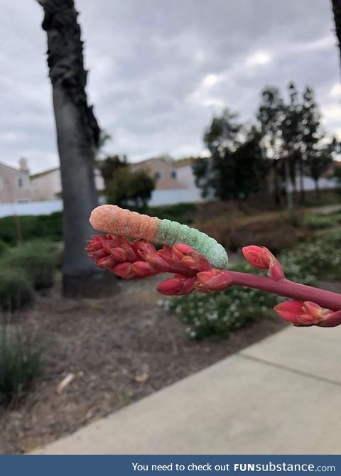 The rather friendly gummy worm which is rarely seen in its natural habitat