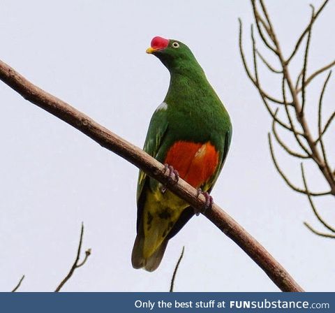 Knob-billed fruit dove (Ptilinopus insolitus) - PigeonSubstance