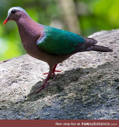 Asian emerald dove (Chalcophaps indica) - PigeonSubstance