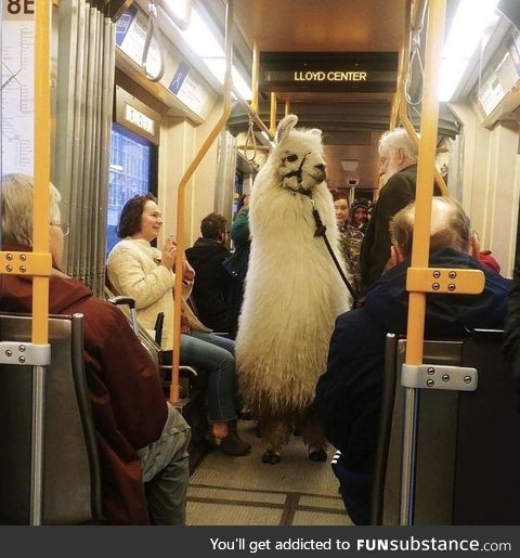 Subway Llama doesn't want no ddrama