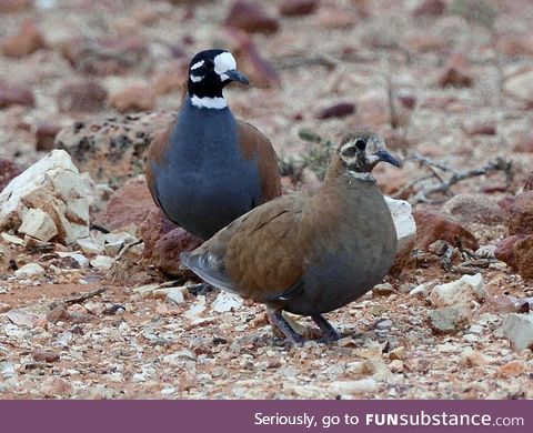 Flock bronzewing (Phaps histrionica) - PigeonSubstance