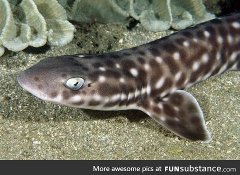 Fishy Fun Day #7: Coral Catshark @creativedragonbaby