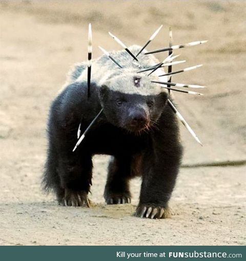 Honey badger doesn't care