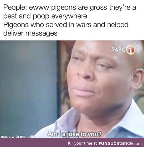 Pigeons are underrated for the most part