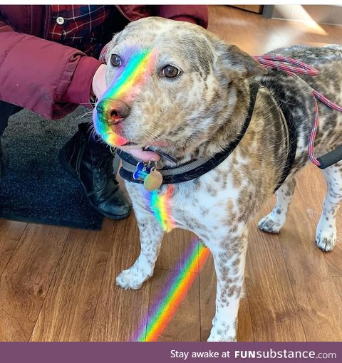Nyan dog trying his best