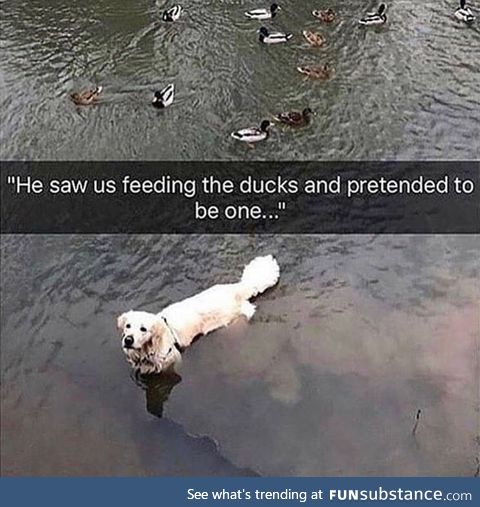 Dogs are the funniest
