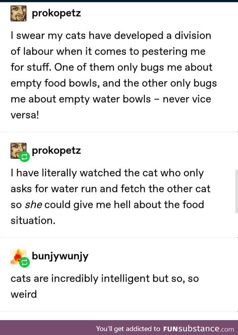 Down with the cat union