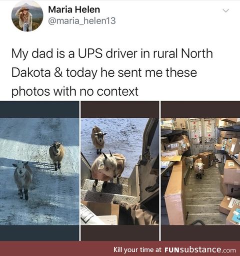 The Goats have returned to the postal workers. Nature is healing