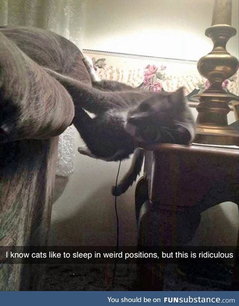 Cats Sleep Where They Want