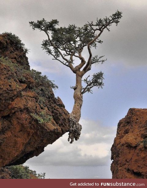This tree growing on the edge