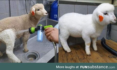 At first I was like ewwwe... But then bahhh!