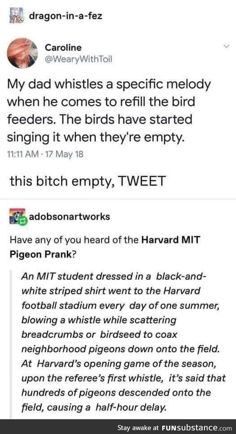 Bird brains