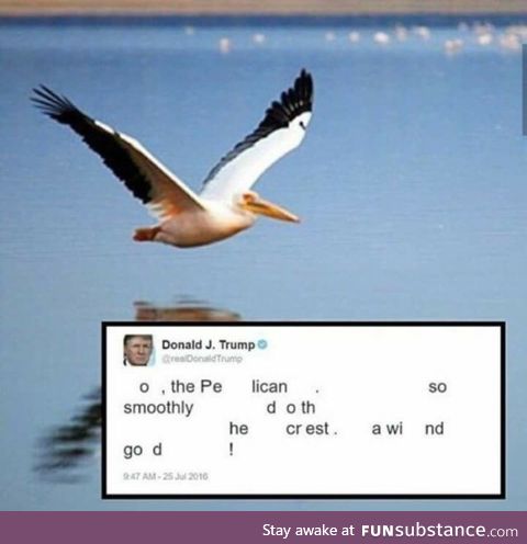 O pelican