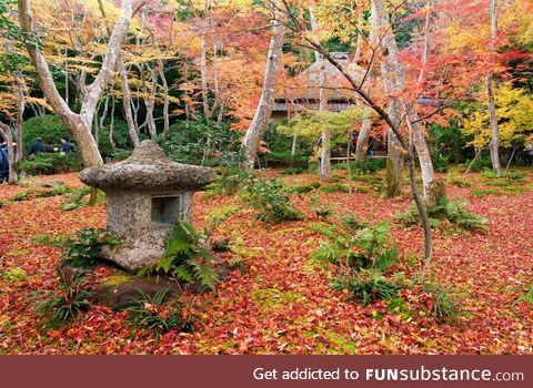 Autumn leaf carpet at Gio-ji Temple