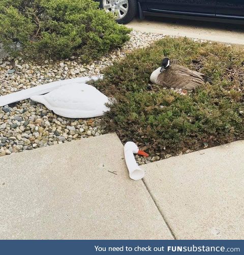 Tried to use a decoy to send a message. The goose received it and sent one back