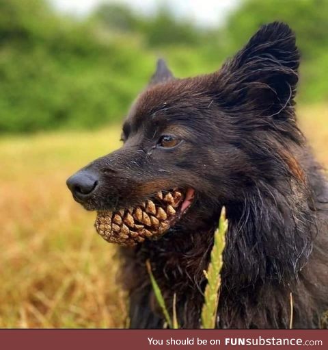 Dog with a Pinecone
