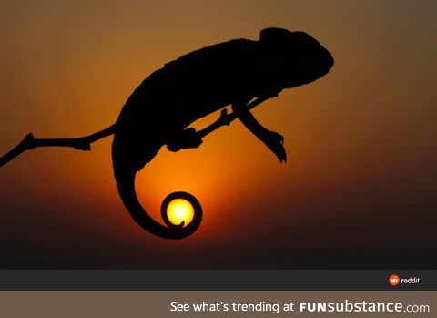 Chameleon holding the sun