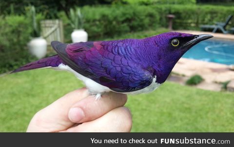 Amethyst starling