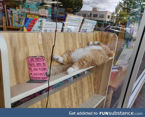 This cat sleeping at the book store