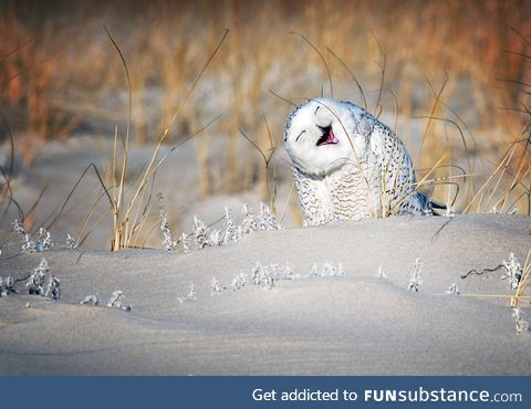 A snowy owl perches in the sand on Jones Beach in Long Island, New York
