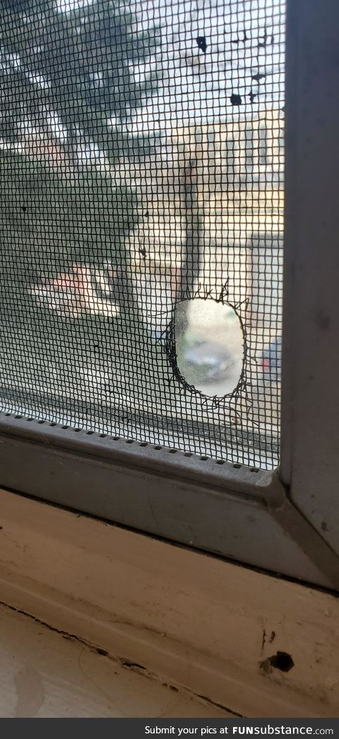 A spider patched a hole in my bug net