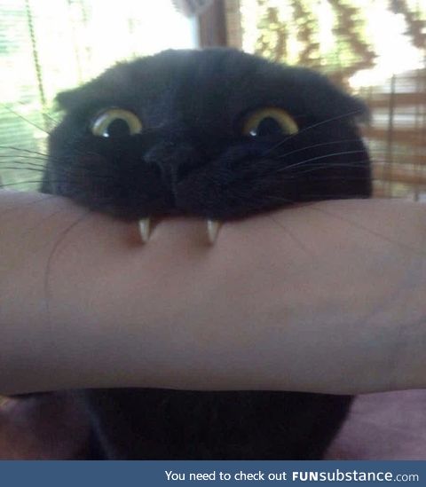 Dracucat