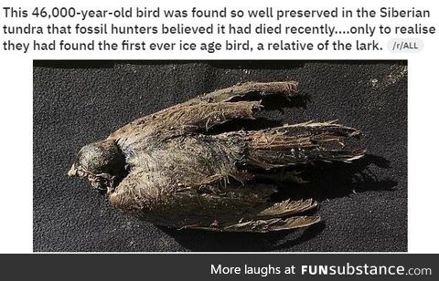 Really old bird