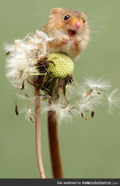 This little guy sitting atop a dandelion