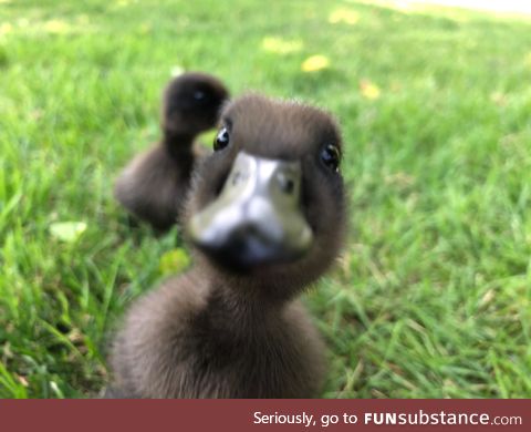 Wanted to share the cuteness of my Cayuga ducklings