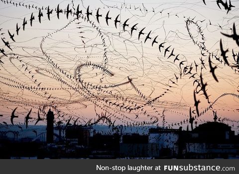 Mesmerizing Bird Trails (by Edu Aguilera)