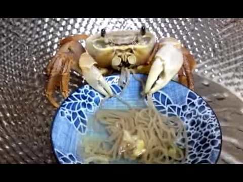 Just a pet crab eating noodles
