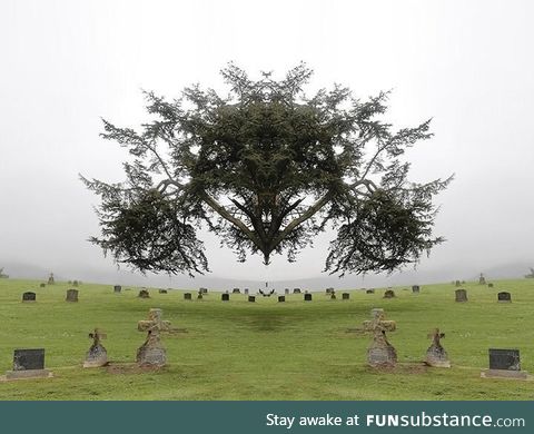 The Mirrored Photography of American Artist Traci Griffin