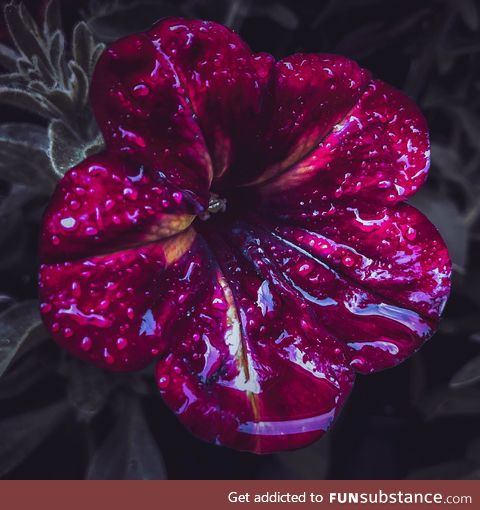 My first attempt to take picture of wet flower