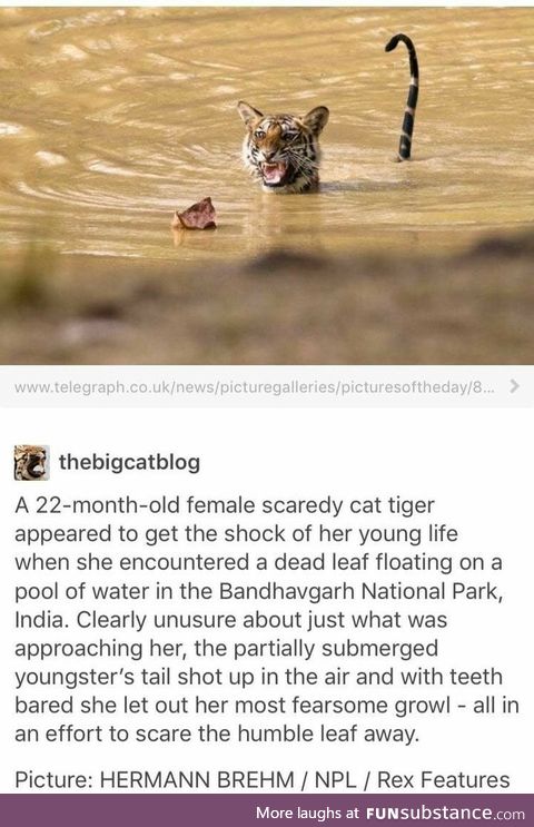 Tiger vs Leaf. Their Battle Will Be Legendary