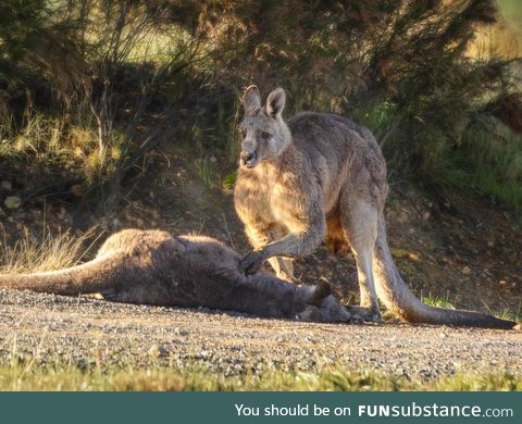 Kangaroo grieves over killed mate, the joey died in veterinarians later
