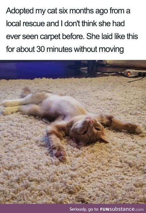 Cat meets carpet, and It's so fluffy she's gonna lie here for awhile